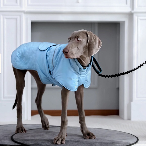 Other - PAWZ Road Reversible Waterproof Windproof Blue Dog Jacket